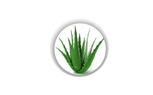 Aloe_barbadenis