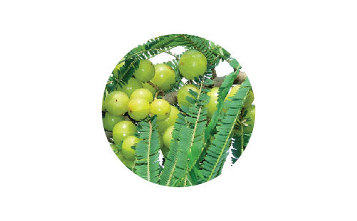 Amla