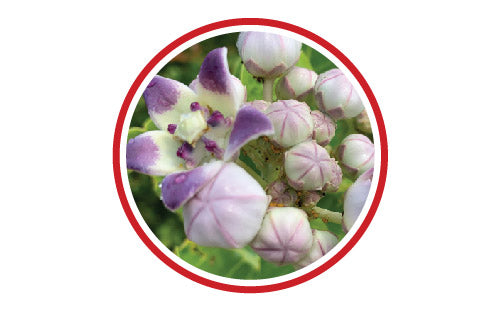 Calotropis