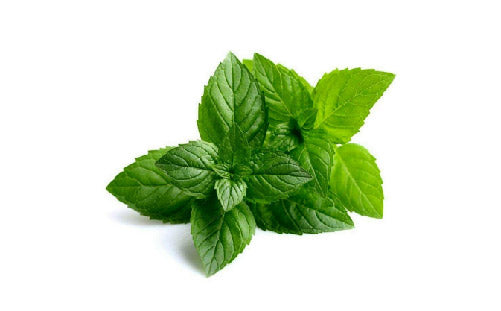 Mentha_piperita