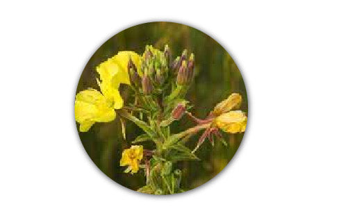 Oenothera_biennis